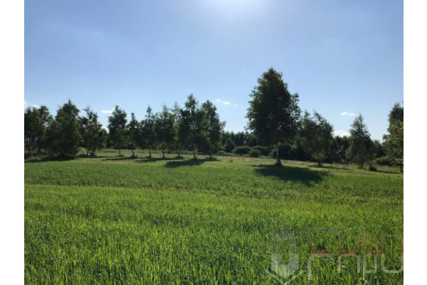 krakowski, Skawina, Polanka Hallera, Skawina Polanka Hallera 8ar budowlana pełne uzbrojenie